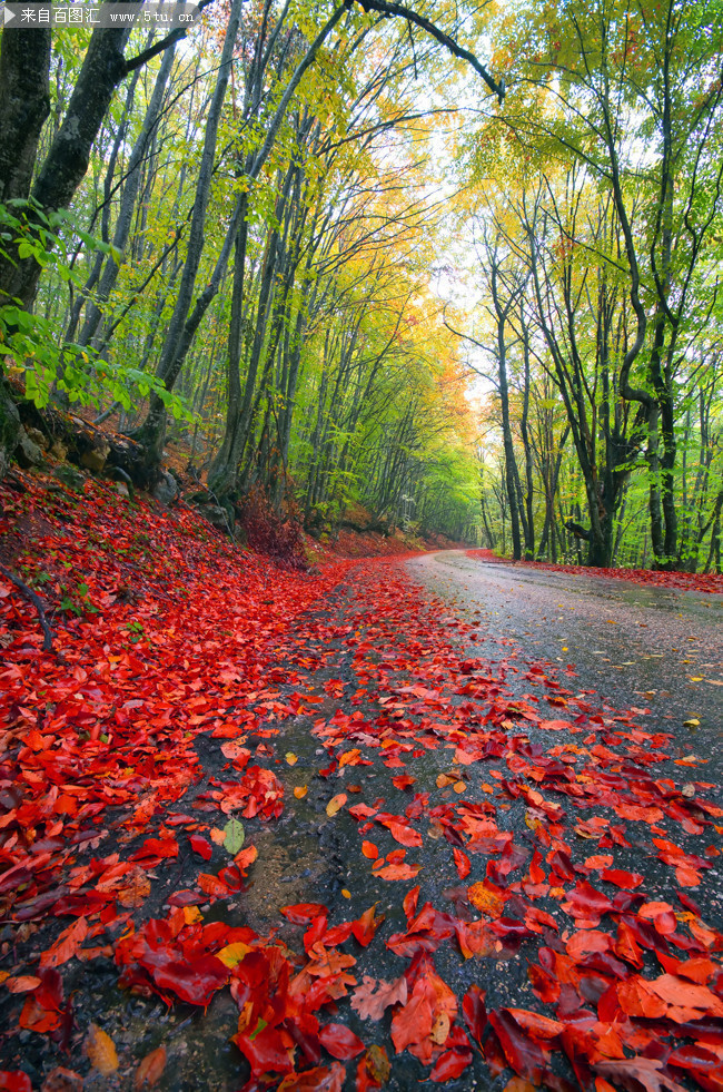 秋天落叶风景图片-高清图片-百图汇设计素材