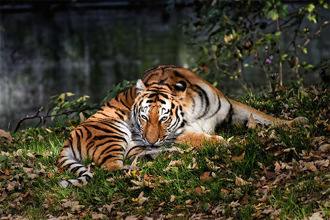 老虎动物摄影高清图