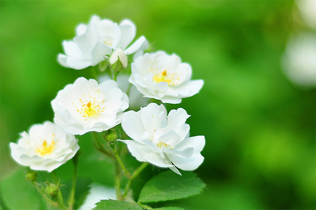 白色蔷薇花高清图片素材