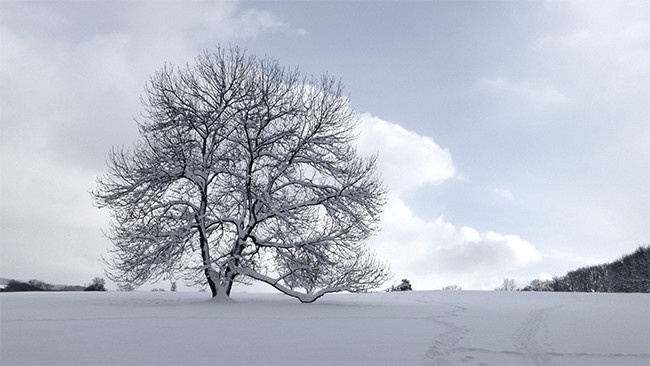 冬天雪树图片素材