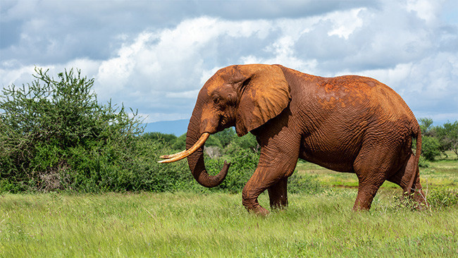 野生动物大象高清图