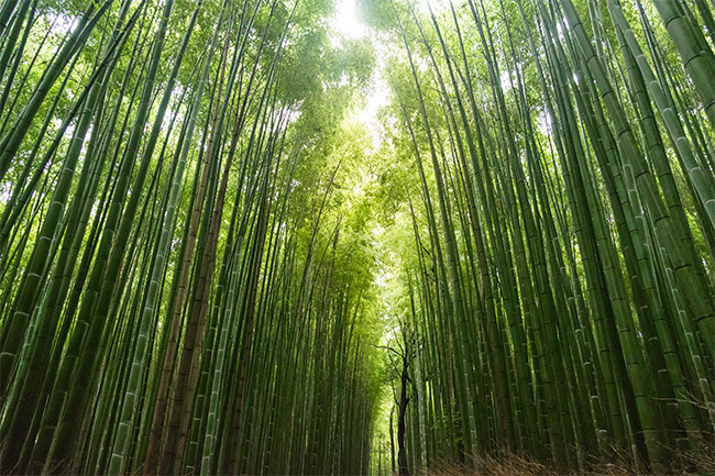 竹林自然风景图片