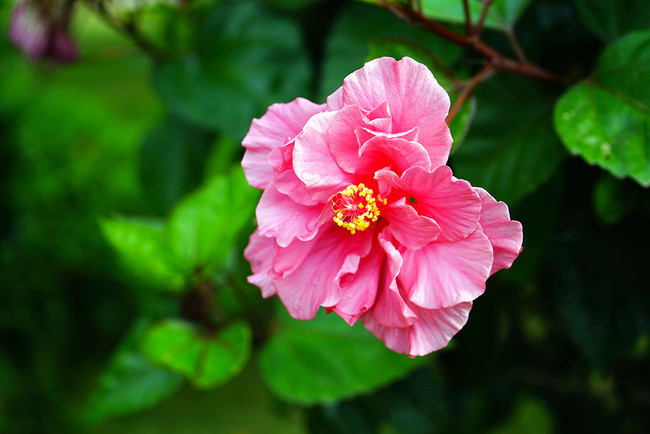 木芙蓉照片下载