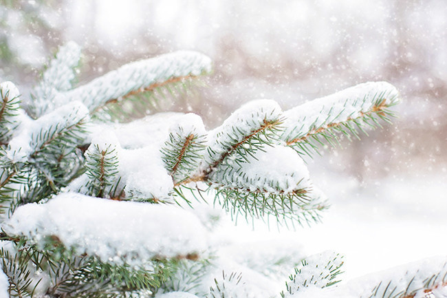 松枝雪景风景大图