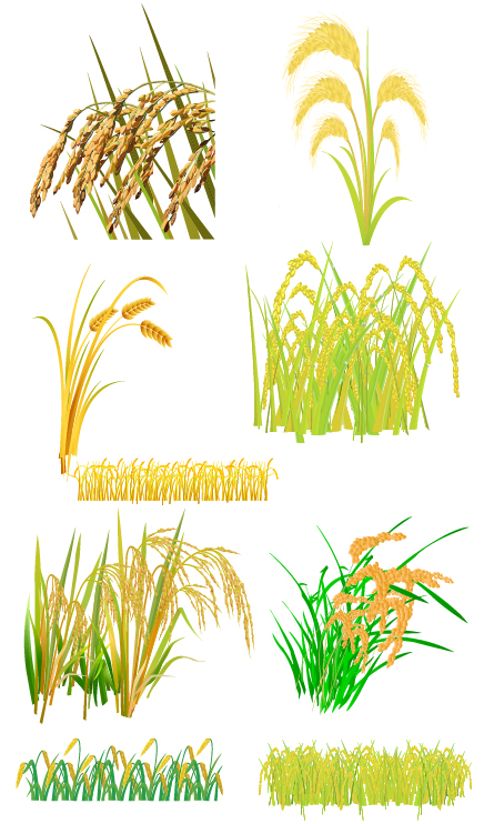 [其它类] 各种稻麦图ai格式4m