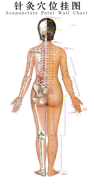 针炙穴位挂图