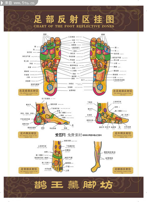 医学足部穴位图大图