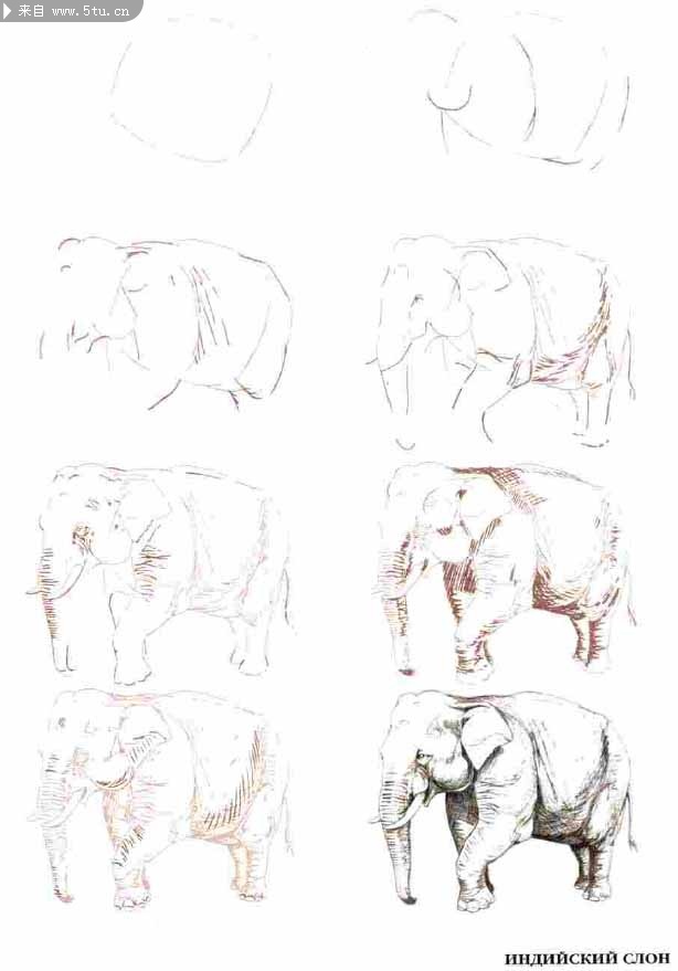 50个野生动物画法素描