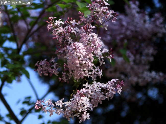 一树百枝千万结_-丁香花