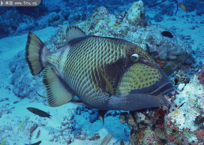 一只鱼的图片用什么软件可以做成的游动鱼 - 素