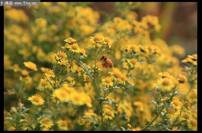 野花丛中的蜜蜂 春天风景图画