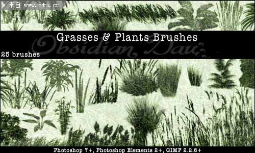 Grasses_and_Plants_PS_Brushes_by_redheadstock.jpg