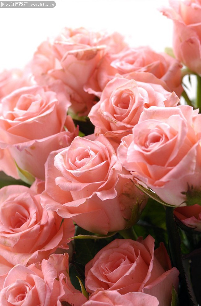 03 粉色玫瑰鲜花素材
