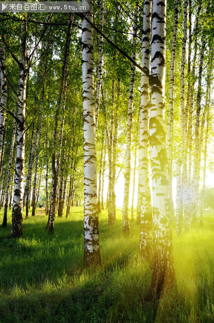 阳光下的白桦林高清图片素材