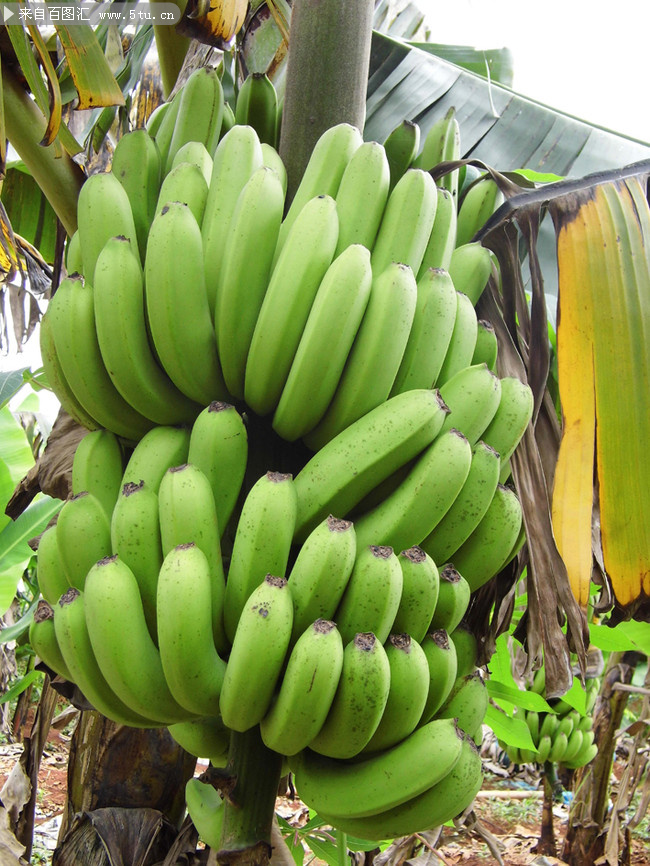 挂在树上的香蕉果实摄影图片