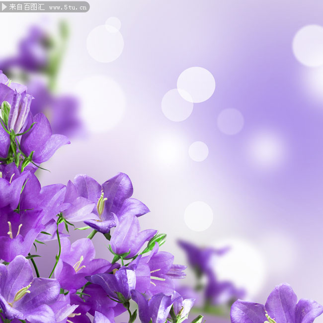 紫色风铃草花朵摄影图片素材