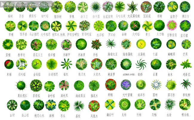 绿色植物平面图
