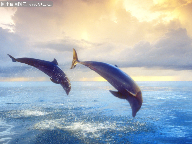 海豚戏水图片素材