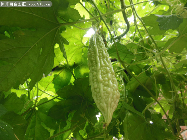 苦瓜种植摄影高清图片