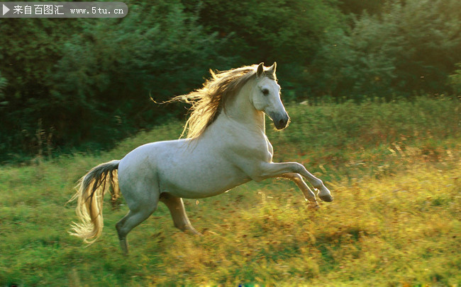 草坡上奔跑的白马