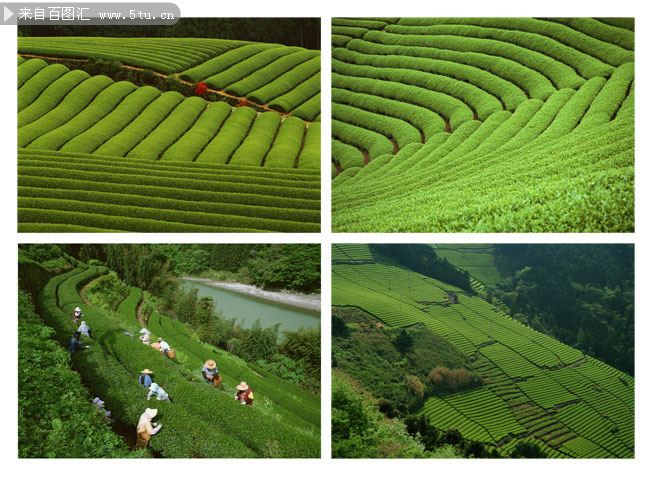 绿色茶园风景