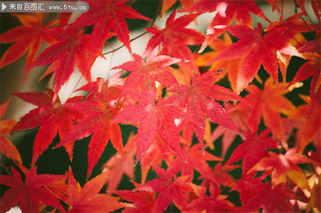 紅色楓葉高清攝影圖片素材-高清圖片-百圖匯設計素材